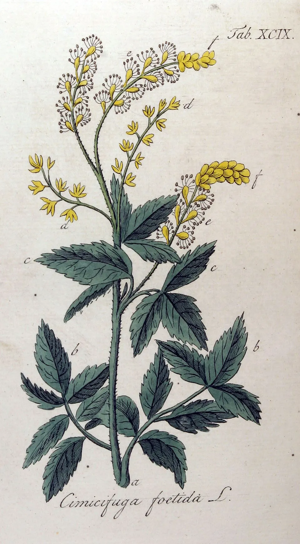 Füzéres poloskavész / Actaea (syn. Cimicifuga) simplex 'James Compton'