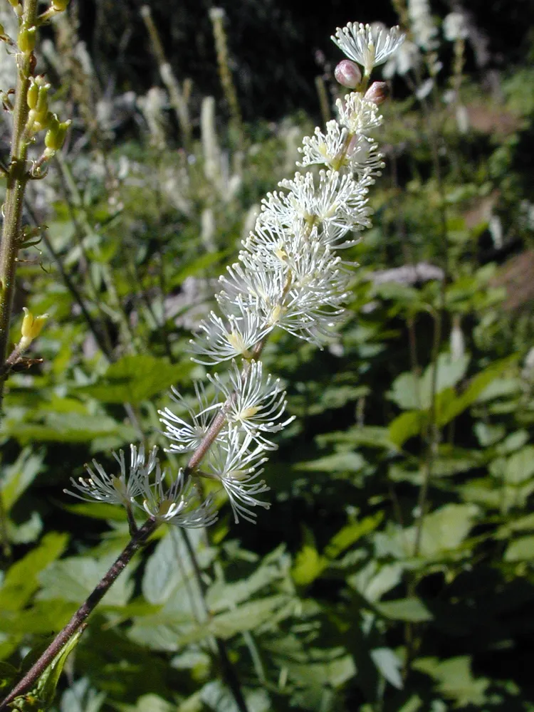 Füzéres poloskavész / Actaea (syn. Cimicifuga) simplex 'James Compton'