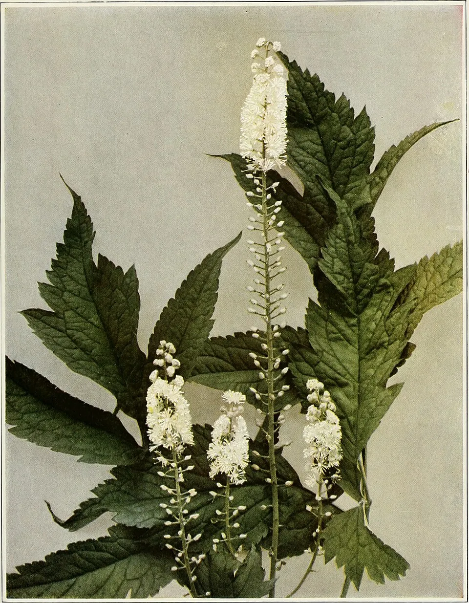 Füzéres poloskavész / Actaea (syn. Cimicifuga) simplex 'James Compton'
