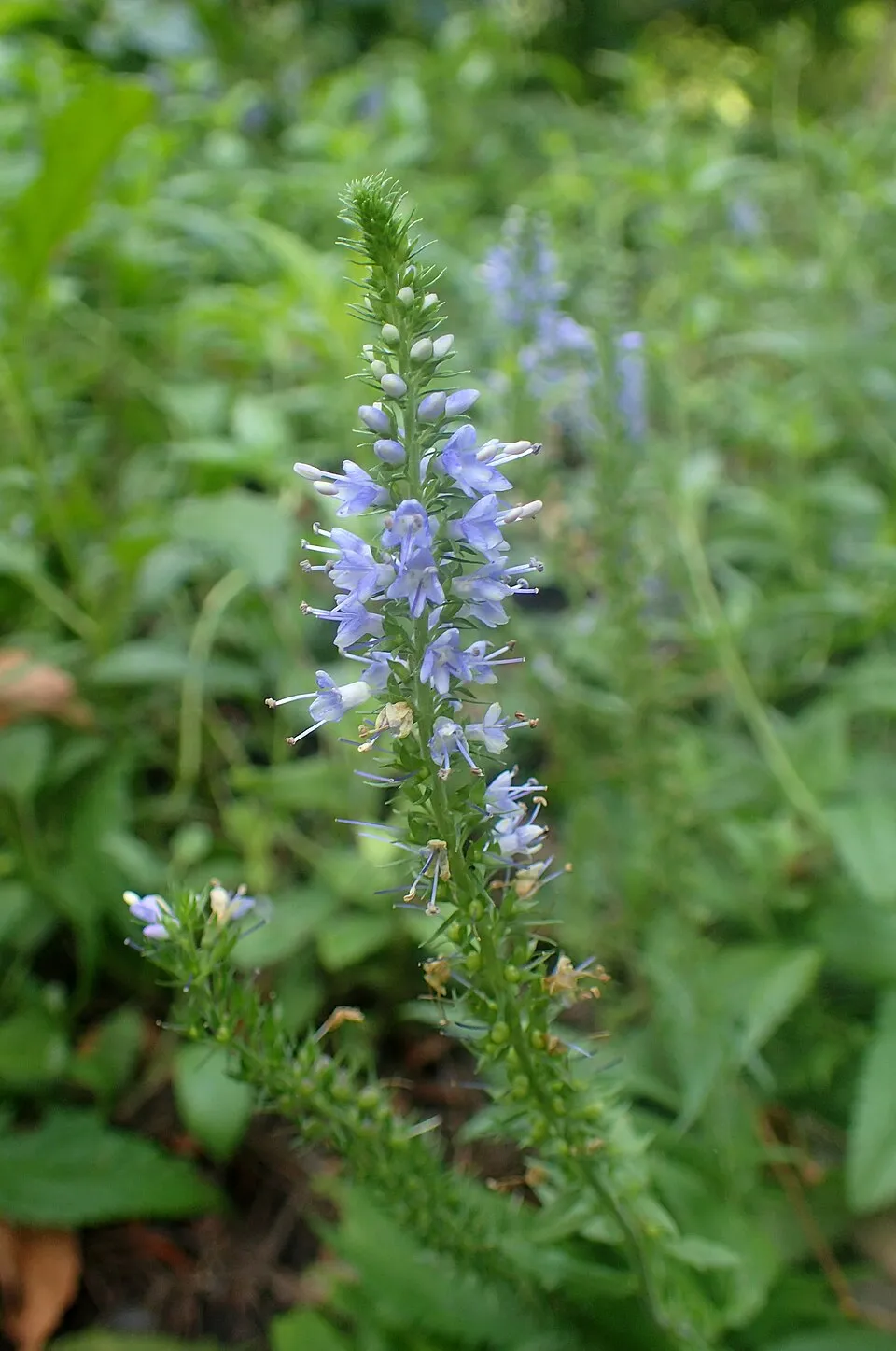 Szibériai veronika / Veronicastrum sibiricum 'Amethyst'