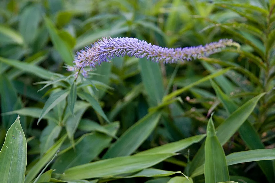 Szibériai veronika / Veronicastrum sibiricum 'Amethyst'