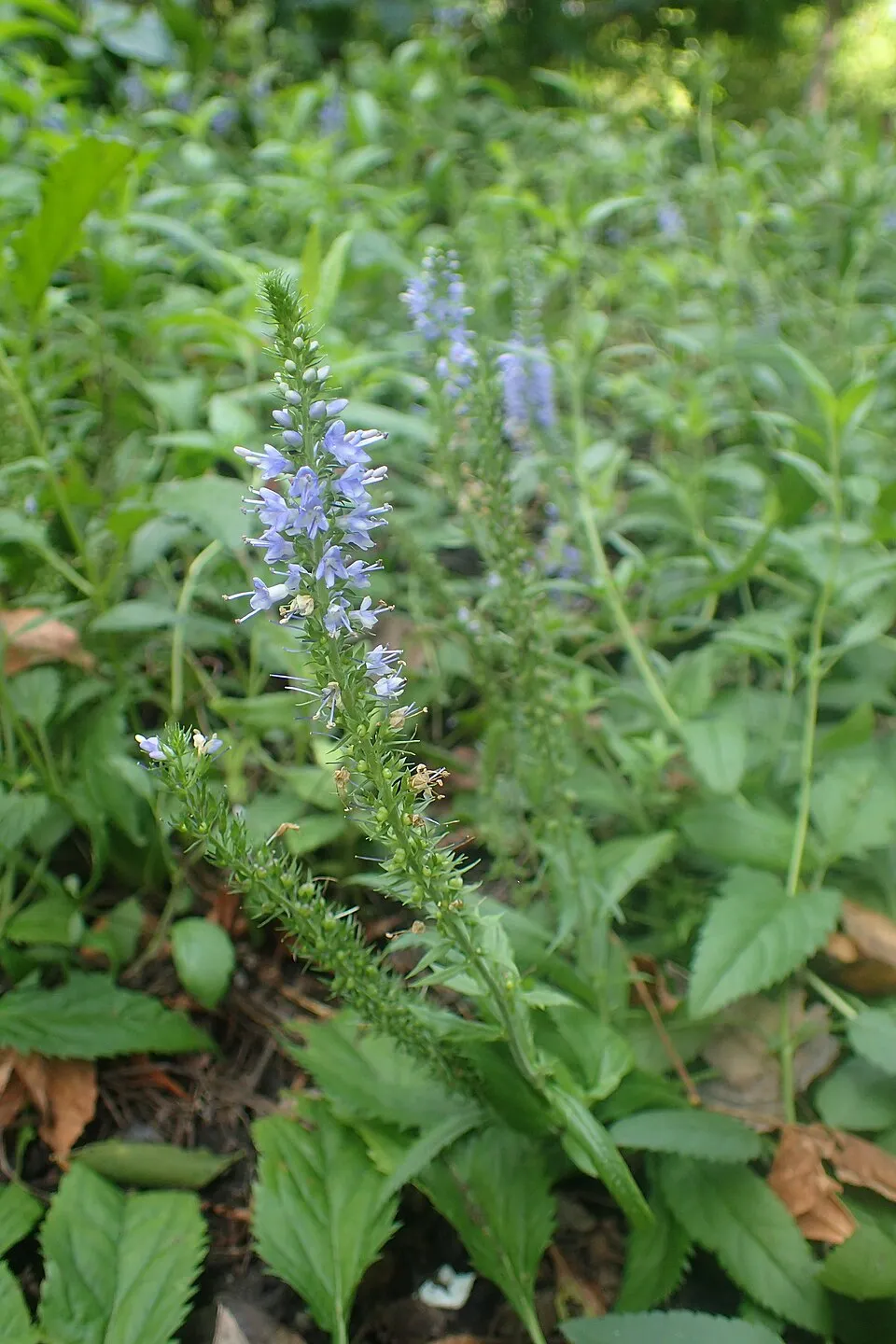 Szibériai veronika / Veronicastrum sibiricum 'Amethyst'