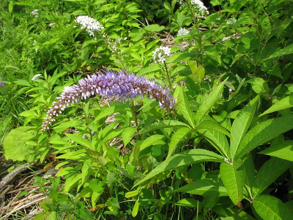 Szibériai veronika / Veronicastrum sibiricum 'Red Arrows'