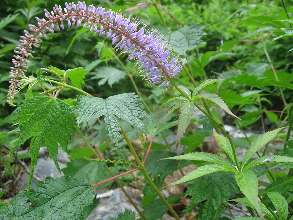 Szibériai veronika / Veronicastrum sibiricum 'Red Arrows'
