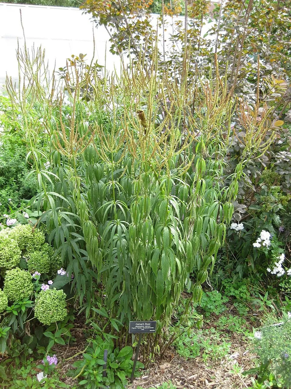 Szibériai veronika / Veronicastrum sibiricum 'Red Arrows'
