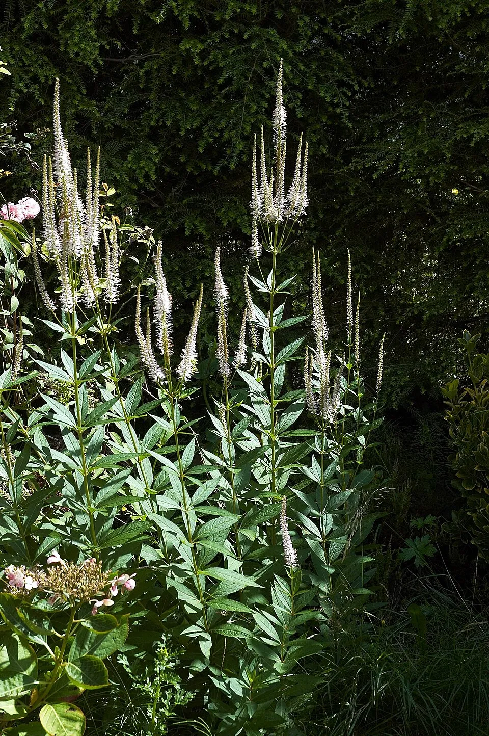 Virginiai veronika / Veronicastrum virginicum 'Album'