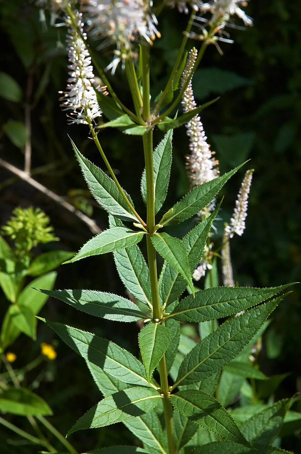 Virginiai veronika / Veronicastrum virginicum 'Album'