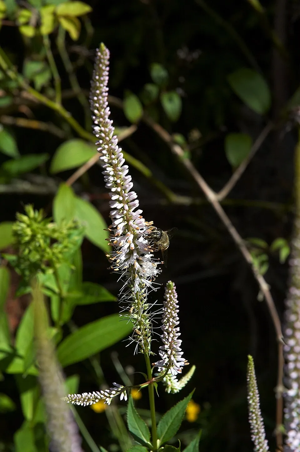 Virginiai veronika / Veronicastrum virginicum 'Album'