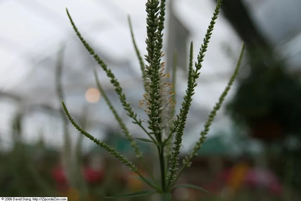 Virginiai veronika / Veronicastrum virginicum 'Album'