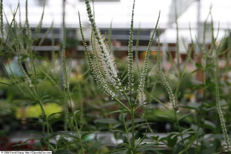 Virginiai veronika / Veronicastrum virginicum 'Album'