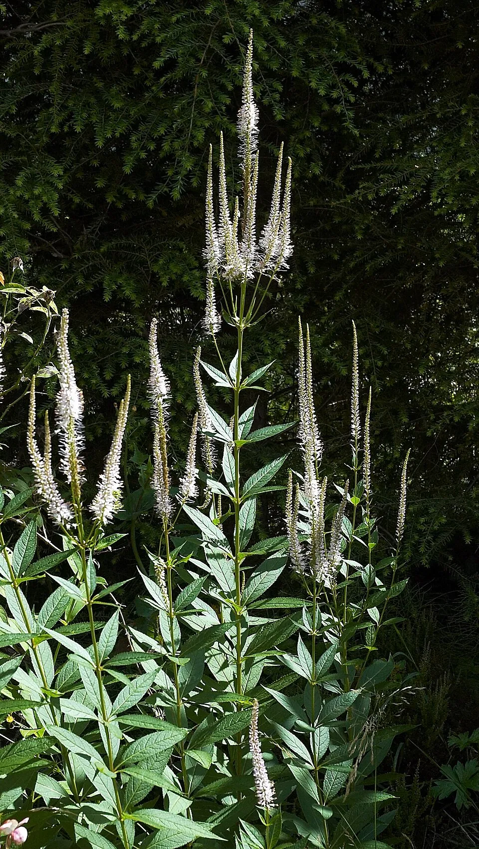 Virginiai veronika / Veronicastrum virginicum 'Album'