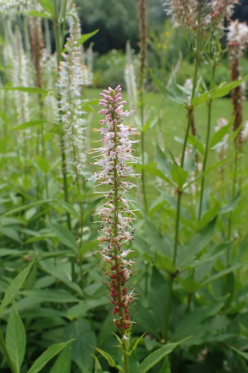Virginiai veronika / Veronicastrum virginicum 'Fascination'