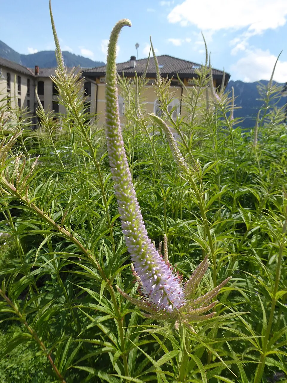 Virginiai veronika / Veronicastrum virginicum 'Fascination'