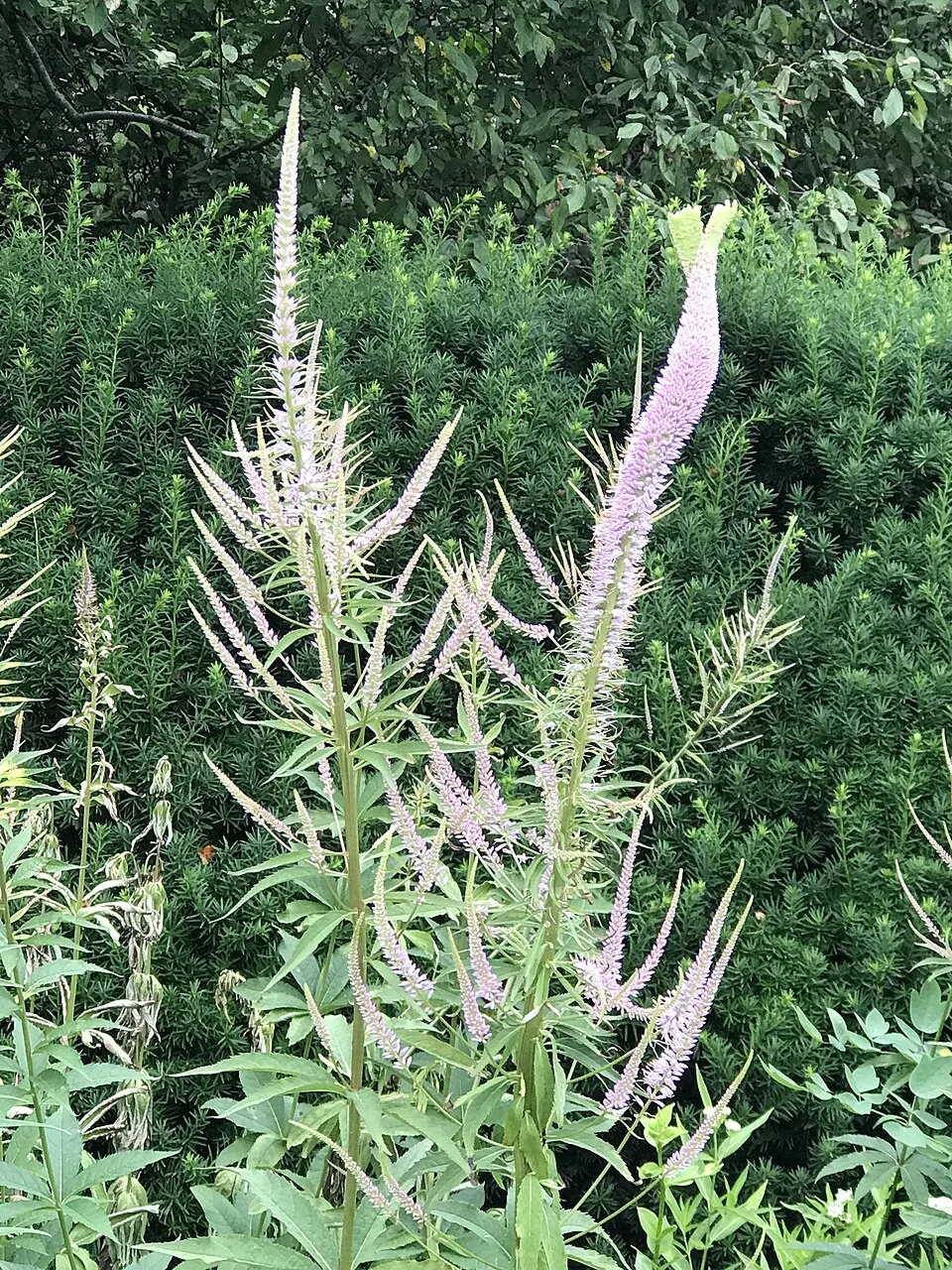 Virginiai veronika / Veronicastrum virginicum 'Fascination'