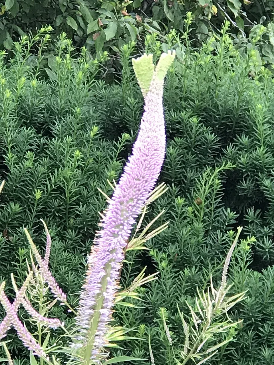 Virginiai veronika / Veronicastrum virginicum 'Lavendelturm'