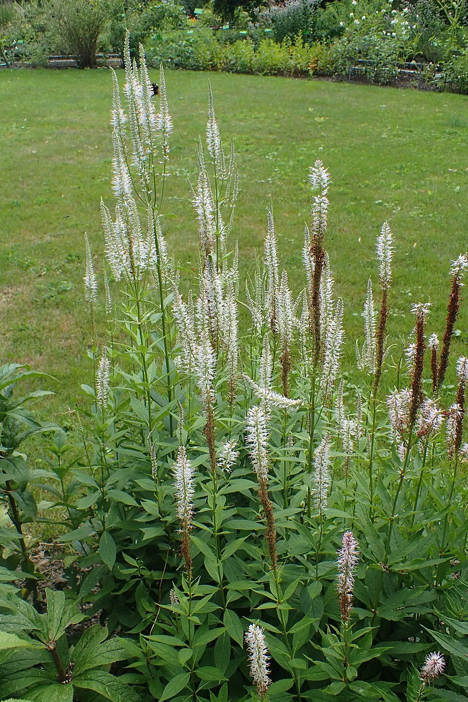 Virginiai veronika / Veronicastrum virginicum 'Pink Glow'