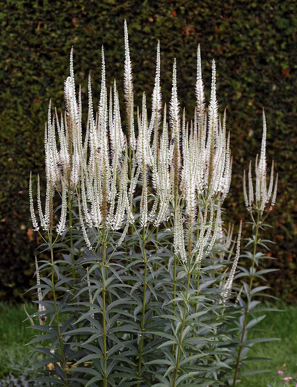 Virginiai veronika / Veronicastrum virginicum 'Pink Glow'