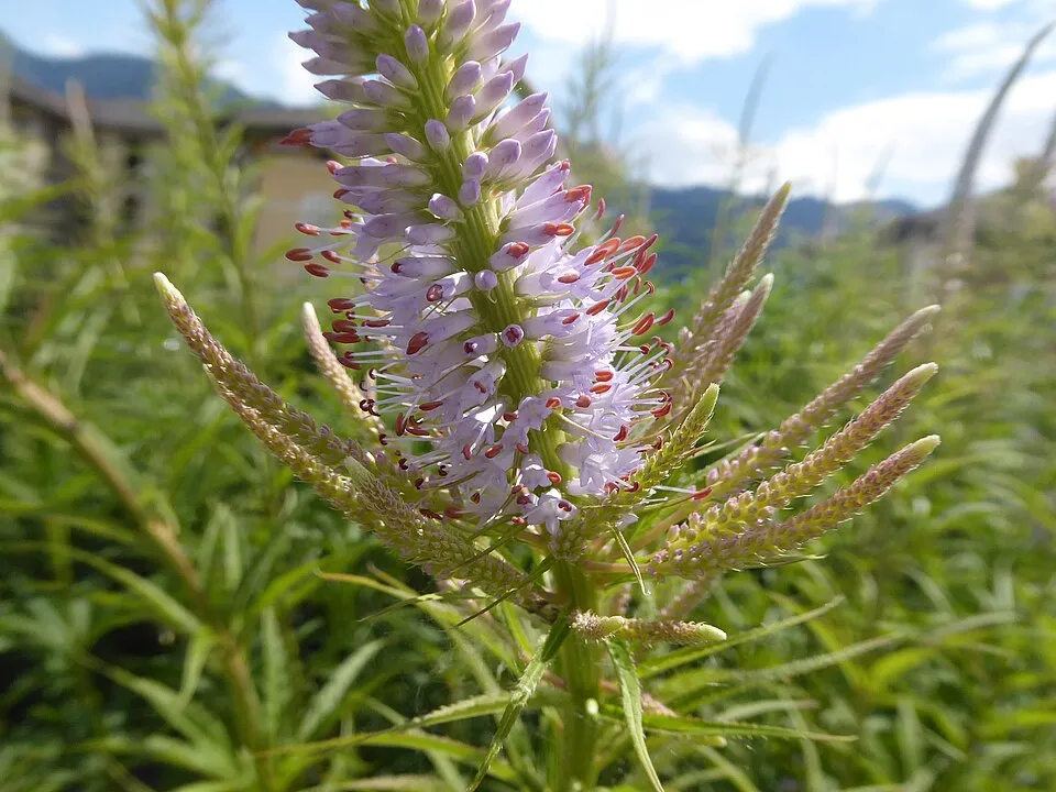 Virginiai veronika / Veronicastrum virginicum 'Pink Glow'