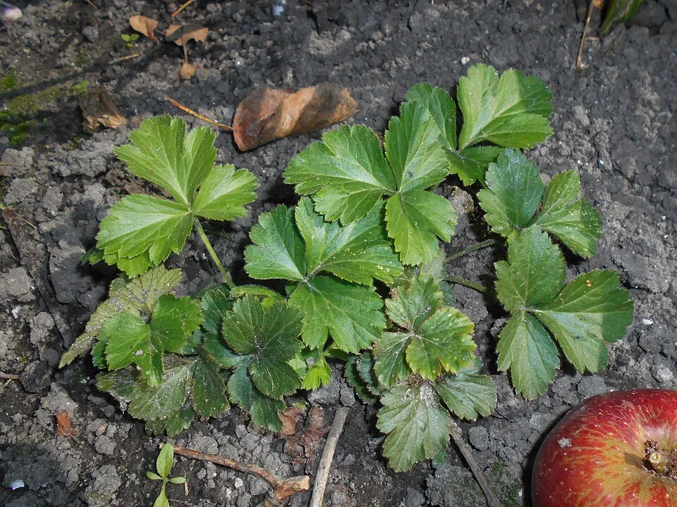 Indás berkipimpó / Waldsteinia ternata