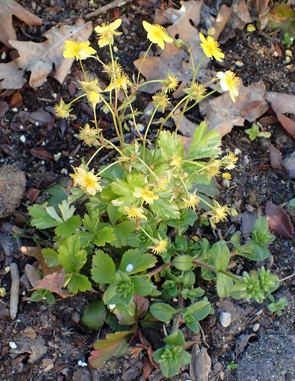 Indás berkipimpó / Waldsteinia ternata