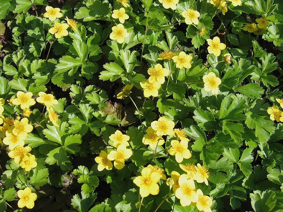 Indás berkipimpó / Waldsteinia ternata