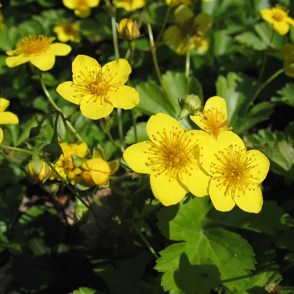 Indás berkipimpó / Waldsteinia ternata