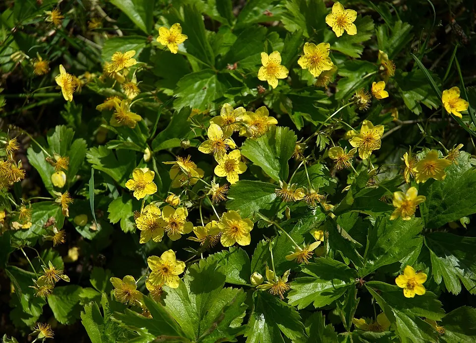 Indás berkipimpó / Waldsteinia ternata