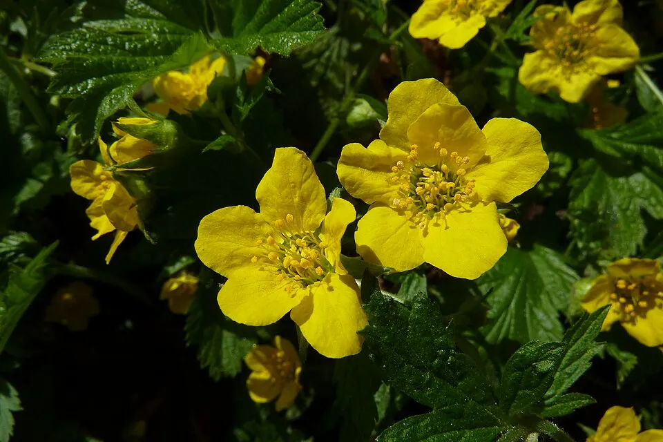 Indás berkipimpó / Waldsteinia ternata