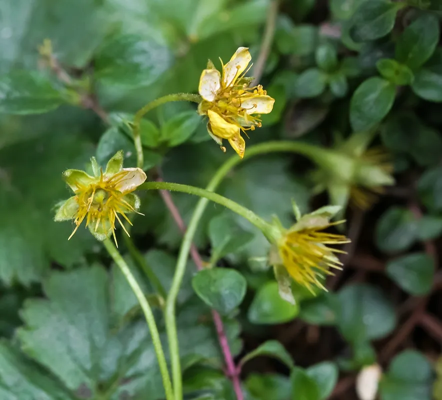 Indás berkipimpó / Waldsteinia ternata