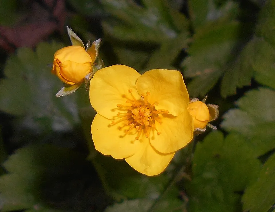 Indás berkipimpó / Waldsteinia ternata
