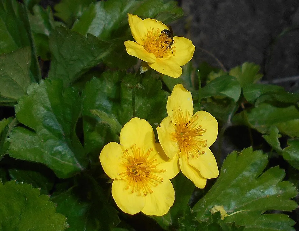 Indás berkipimpó / Waldsteinia ternata