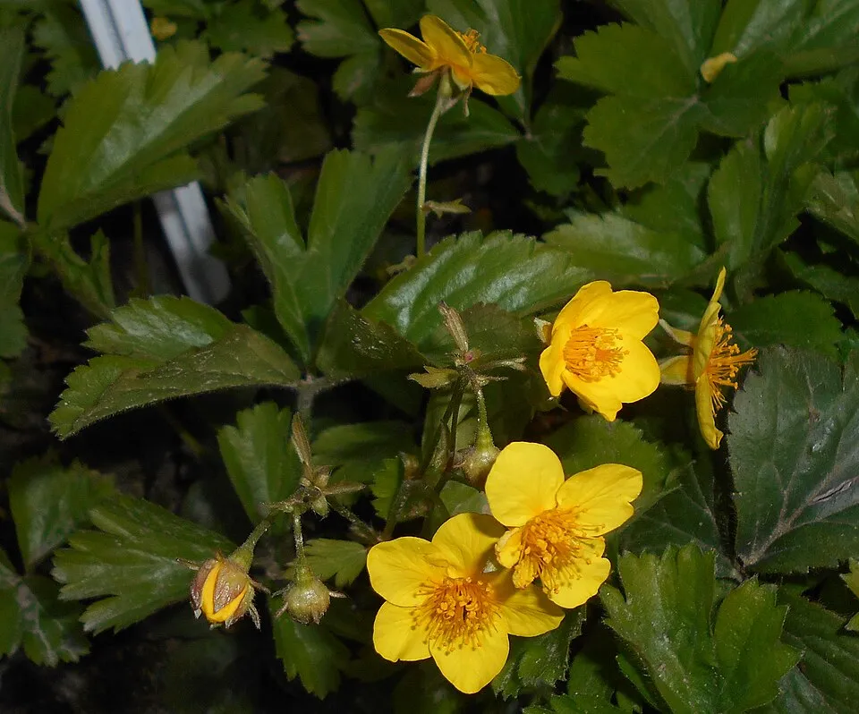 Indás berkipimpó / Waldsteinia ternata
