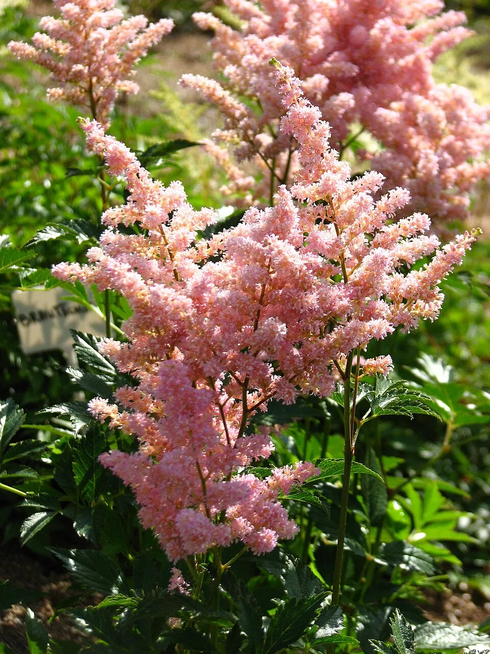 Japán tollbuga / Astilbe japonica 'Europa'