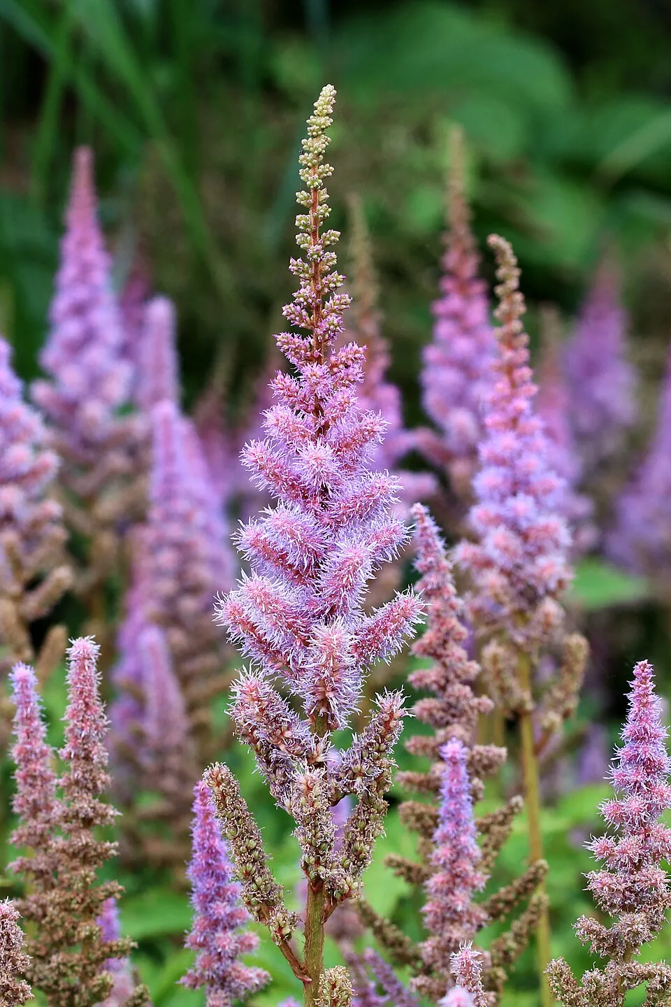 Japán tollbuga / Astilbe japonica 'Europa'
