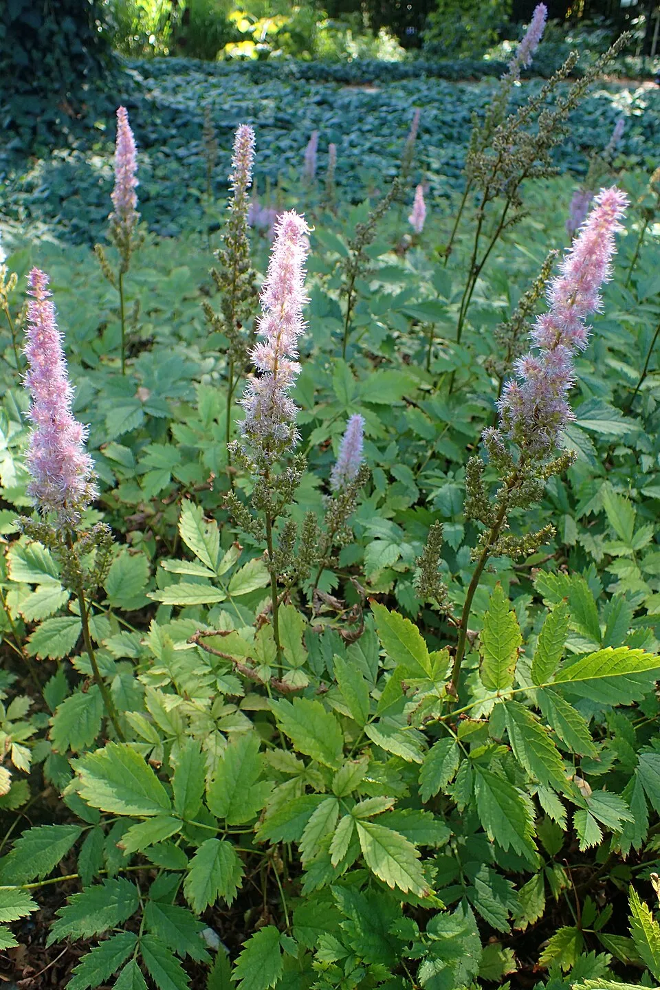Kínai tollbuga / Astilbe rubra (syn. chinensis) 'Pumila'