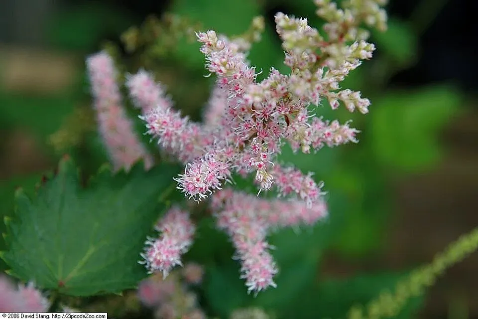 Kínai tollbuga / Astilbe rubra (syn. chinensis) 'Purpurkerze'
