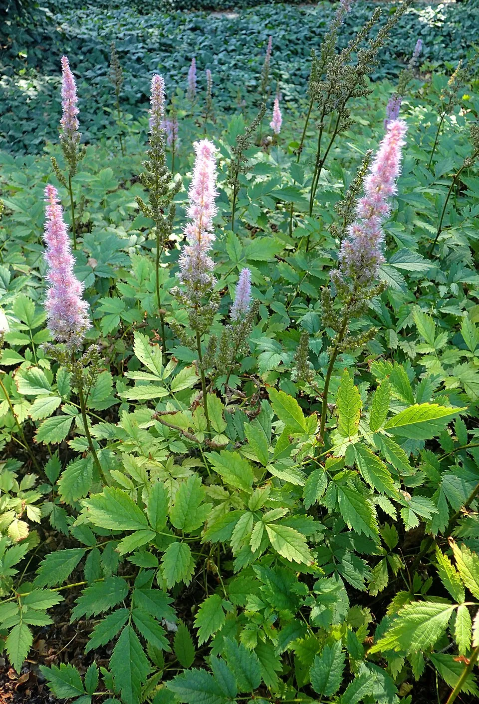 Kínai tollbuga / Astilbe rubra (syn. chinensis) 'Purpurkerze'