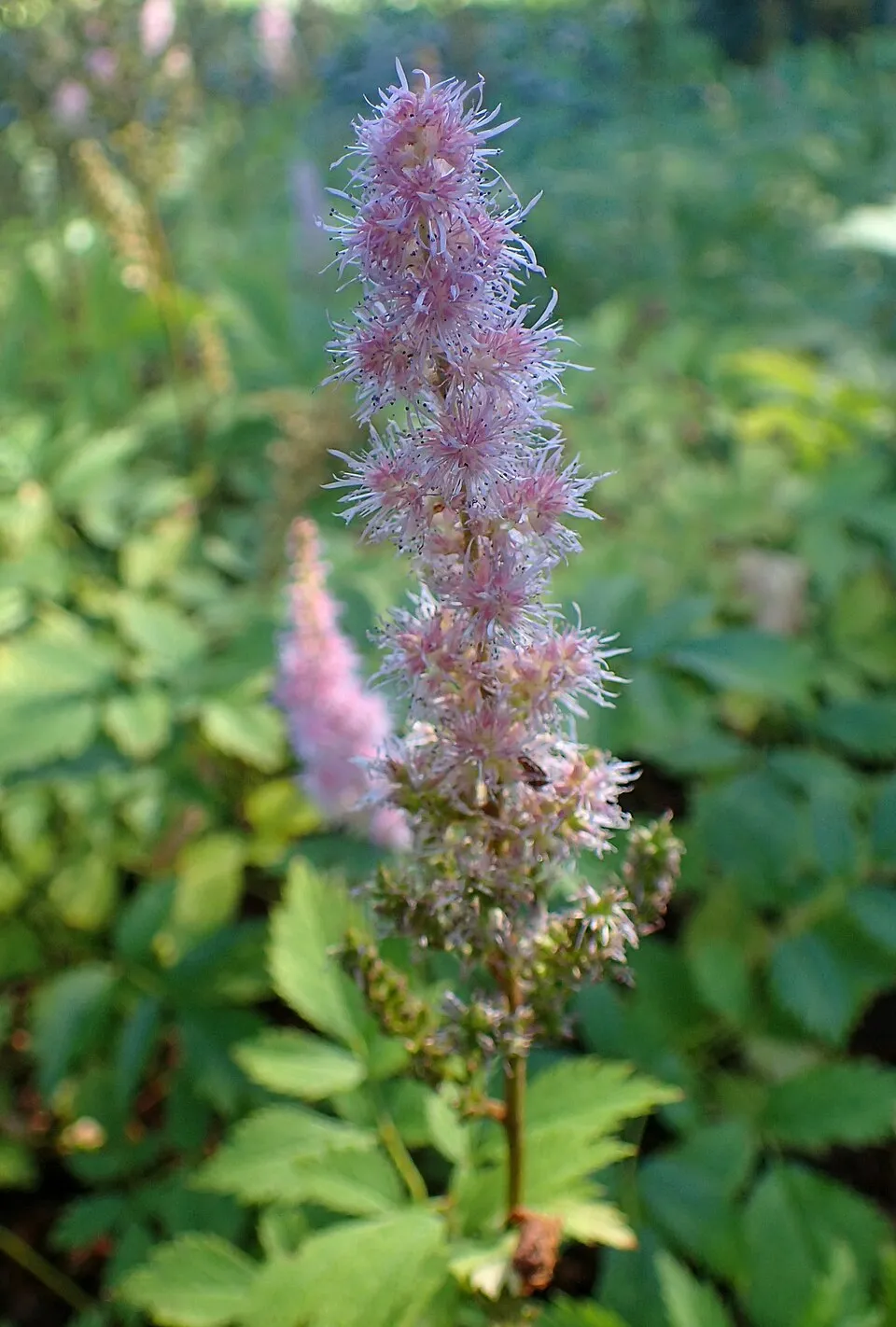 Kínai tollbuga / Astilbe rubra (syn. chinensis) 'Purpurkerze'