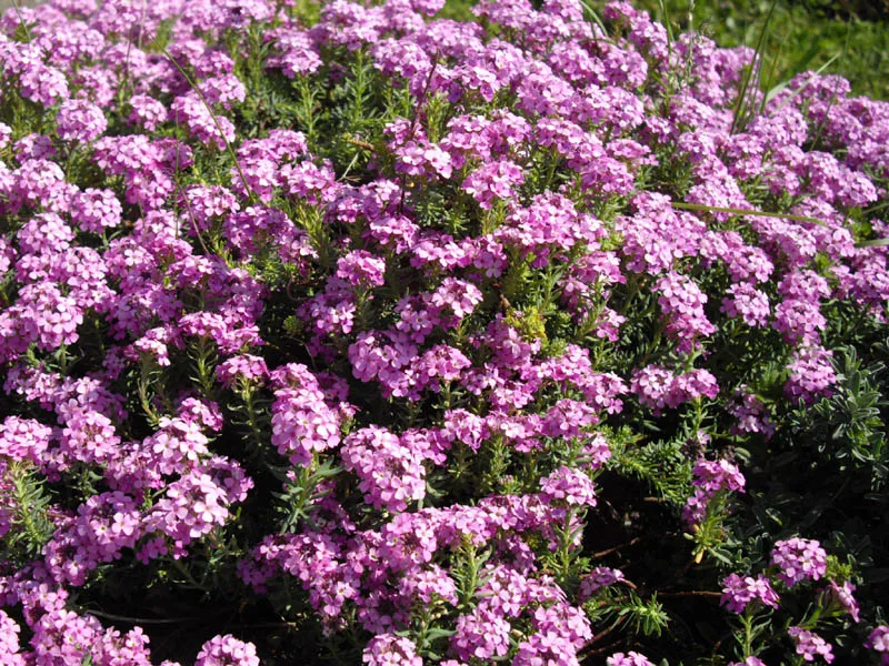 Örmény sulyoktáska / Aethionema armenum 'Warley Rose'