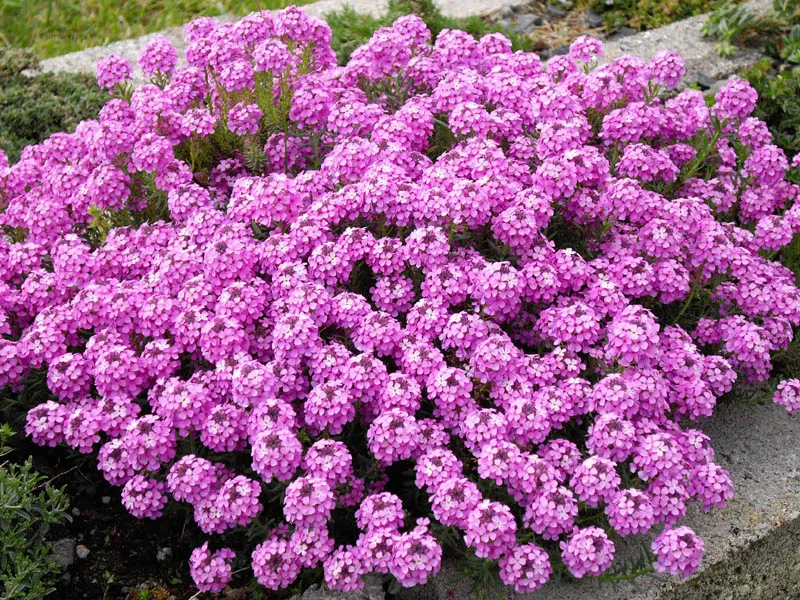 Örmény sulyoktáska / Aethionema armenum 'Warley Rose'