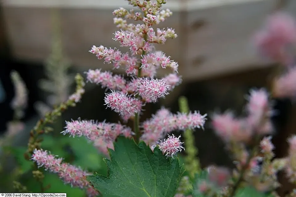 Kínai tollbuga / Astilbe rubra (syn. chinensis) 'Visions'