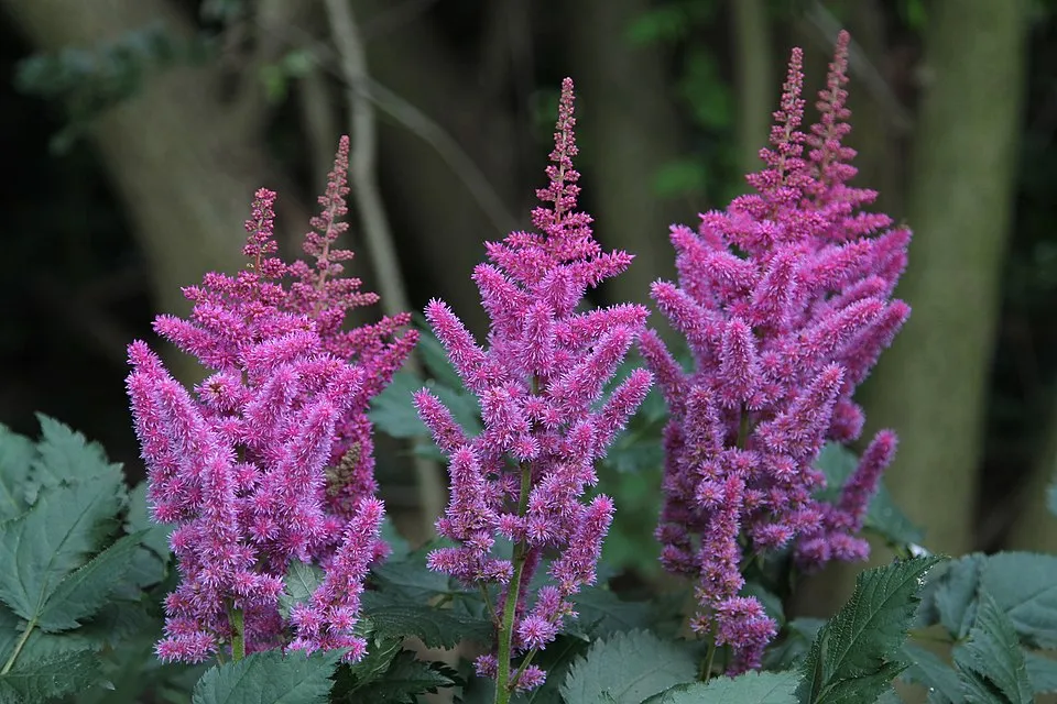 Kínai tollbuga / Astilbe rubra (syn. chinensis) 'Visions'