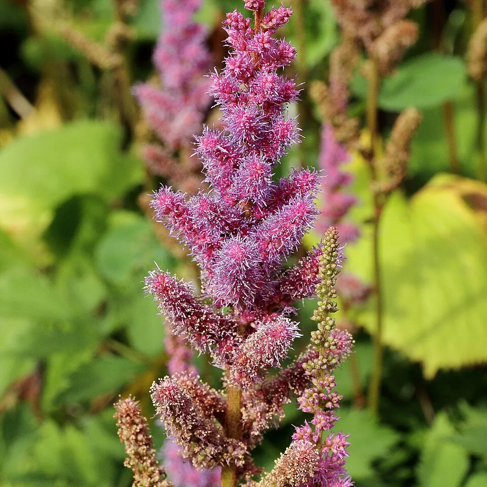 Kínai tollbuga / Astilbe rubra (syn. chinensis) 'Visions'