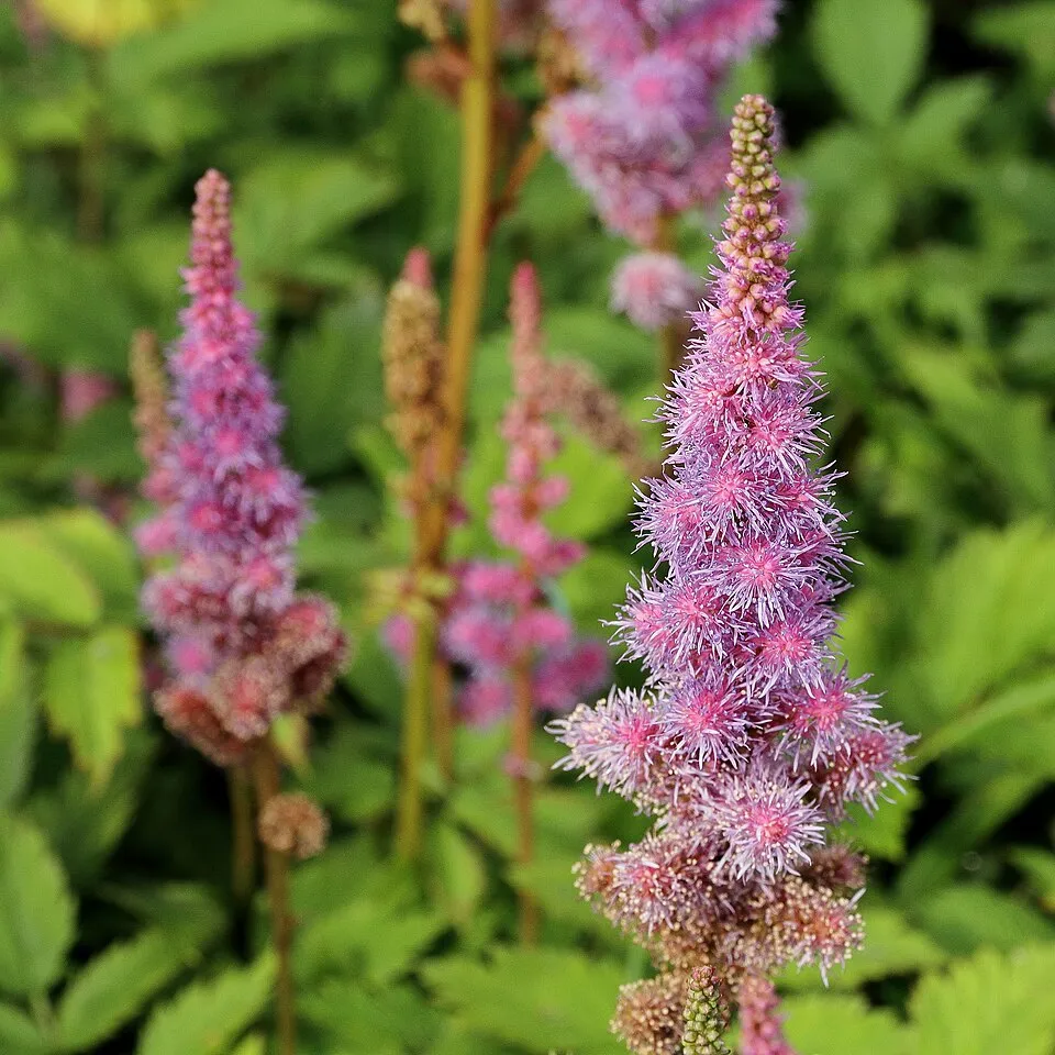 Kínai tollbuga / Astilbe rubra (syn. chinensis) 'Visions'