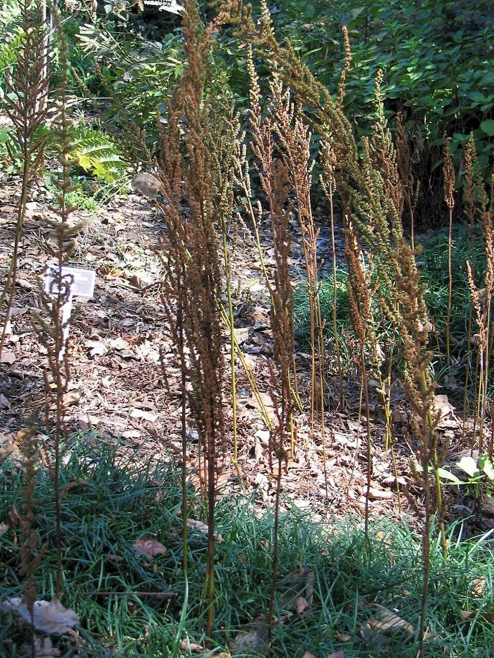 Kínai tollbuga / Astilbe rubra (syn. chinensis) var. taquetii 'Purpurlanze'