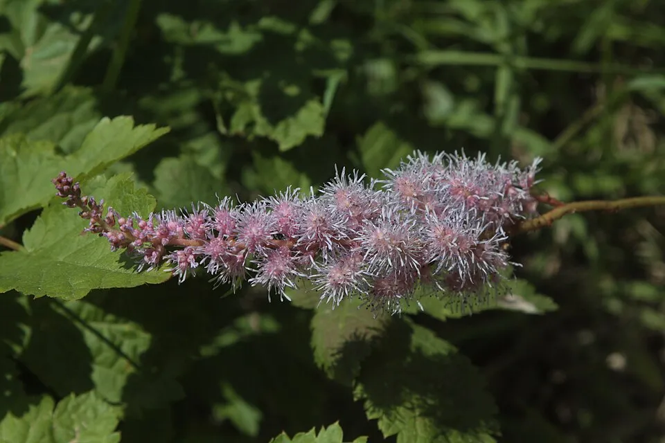 Kínai tollbuga / Astilbe rubra (syn. chinensis) var. taquetii 'Purpurlanze'