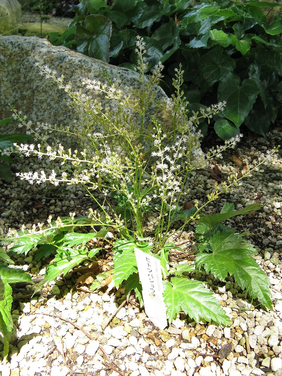 Tollbuga / Astilbe simplicifolia 'Pretty in Pink'