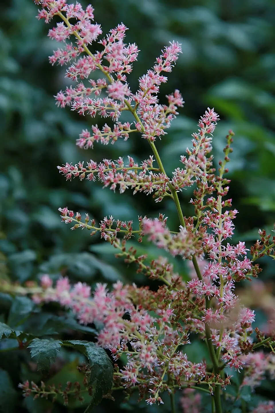 Tollbuga / Astilbe simplicifolia 'Pretty in Pink'