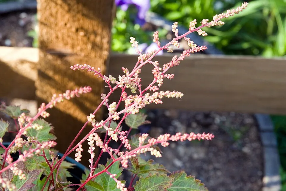 Tollbuga / Astilbe simplicifolia 'Pretty in Pink'