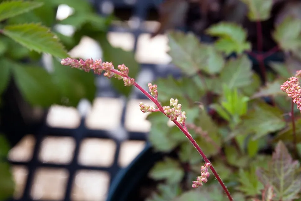 Tollbuga / Astilbe simplicifolia 'Pretty in Pink'